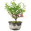 Chaenomeles speciosa, 19 cm, ± 9 ans, à fleurs rouges et fruits jaunes