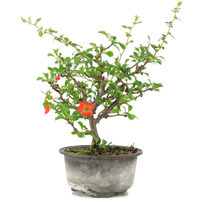 Chaenomeles speciosa, 19 cm, ± 9 años, con flores rojas y frutos amarillos