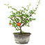Chaenomeles speciosa, 19 cm, ± 9 anni, con fiori rossi e frutti gialli