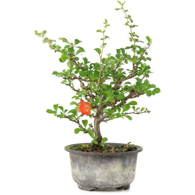 Chaenomeles speciosa, 19 cm, ± 9 ans, à fleurs rouges et fruits jaunes