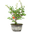 Chaenomeles speciosa, 19 cm, ± 9 ans, à fleurs rouges et fruits jaunes