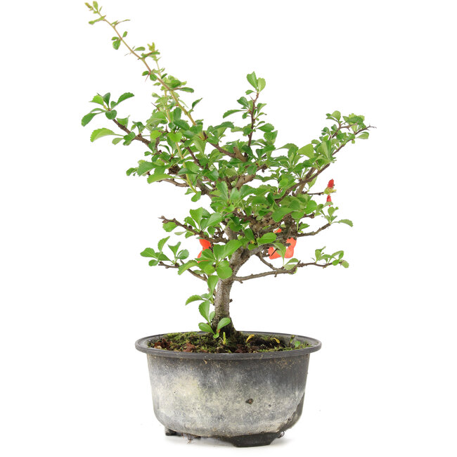 Chaenomeles speciosa, 19 cm, ± 9 jaar oud, met rode bloemen en gele vruchten