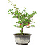 Chaenomeles speciosa, 19 cm, ± 9 ans, à fleurs rouges et fruits jaunes