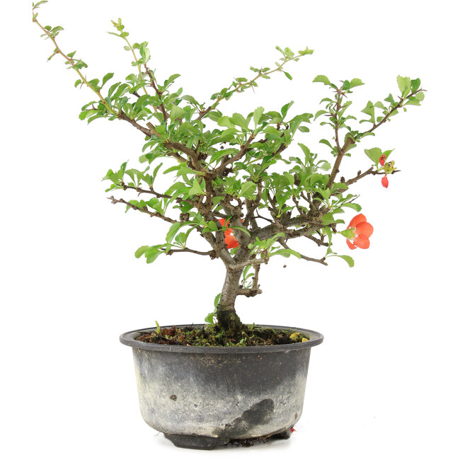 Chaenomeles speciosa, 19 cm, ± 9 ans, à fleurs rouges et fruits jaunes