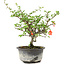 Chaenomeles speciosa, 19 cm, ± 9 anni, con fiori rossi e frutti gialli