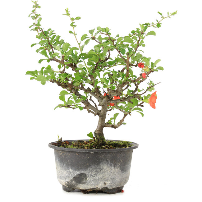 Chaenomeles speciosa, 19 cm, ± 9 years old, with red flowers and yellow fruit