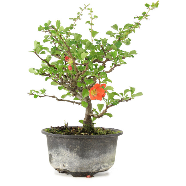 Chaenomeles speciosa, 19 cm, ± 9 jaar oud, met rode bloemen en gele vruchten