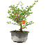 Chaenomeles speciosa, 19 cm, ± 9 ans, à fleurs rouges et fruits jaunes