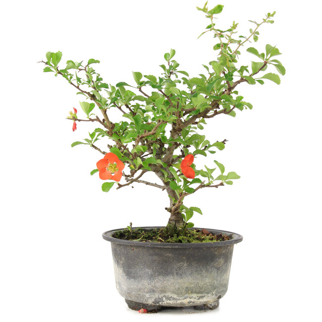 Chaenomeles speciosa, 19 cm, ± 9 years old, with red flowers and yellow fruit
