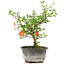 Chaenomeles speciosa, 19 cm, ± 9 ans, à fleurs rouges et fruits jaunes