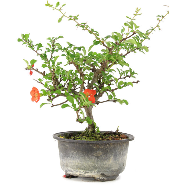 Chaenomeles speciosa, 19 cm, ± 9 jaar oud, met rode bloemen en gele vruchten