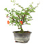 Chaenomeles speciosa, 19 cm, ± 9 ans, à fleurs rouges et fruits jaunes