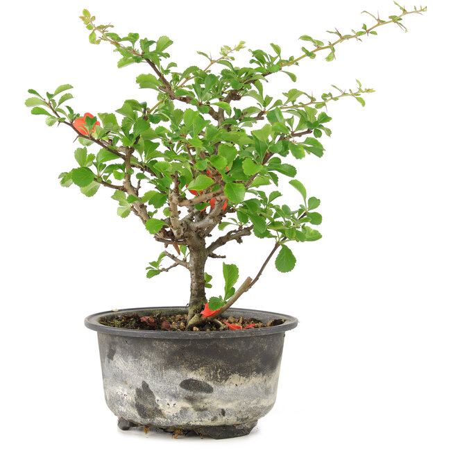 Chaenomeles speciosa, 18 cm, ± 9 ans, à fleurs rouges et fruits jaunes