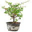 Chaenomeles speciosa, 18 cm, ± 9 ans, à fleurs rouges et fruits jaunes