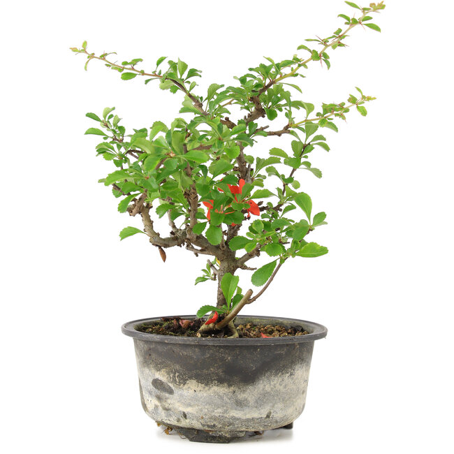 Chaenomeles speciosa, 18 cm, ± 9 ans, à fleurs rouges et fruits jaunes