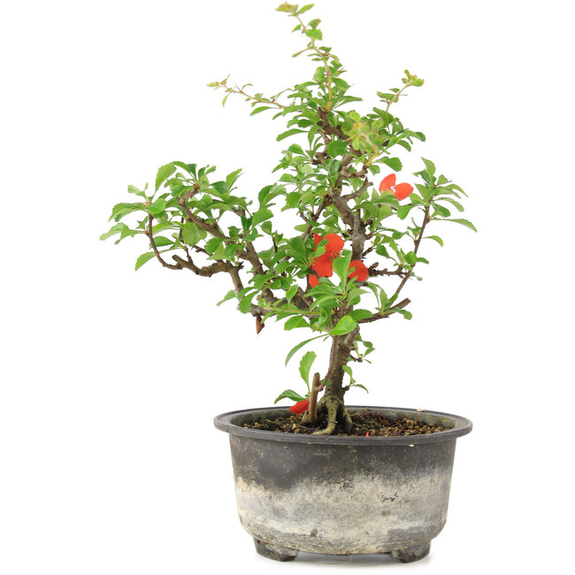 Chaenomeles speciosa, 18 cm, ± 9 ans, à fleurs rouges et fruits jaunes