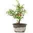 Chaenomeles speciosa, 18 cm, ± 9 anni, con fiori rossi e frutti gialli