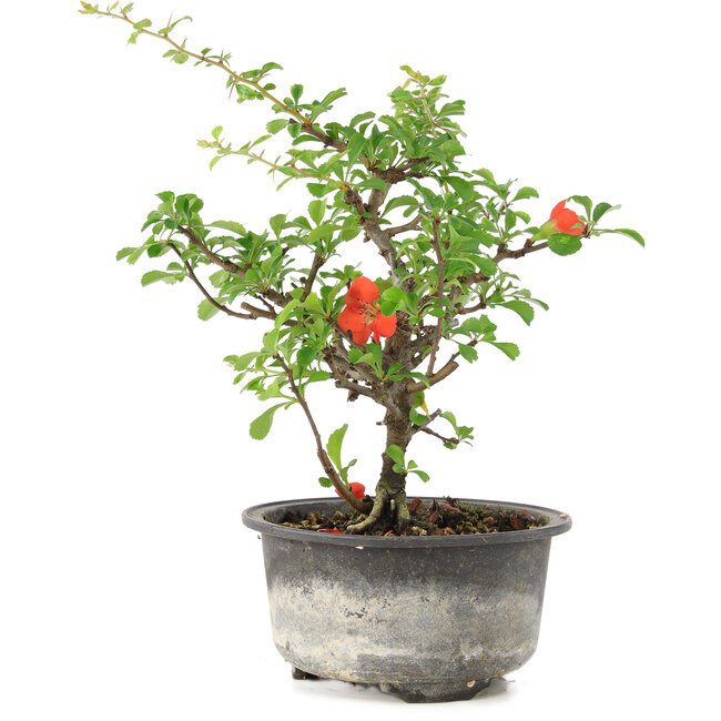 Chaenomeles speciosa, 18 cm, ± 9 jaar oud, met rode bloemen en gele vruchten
