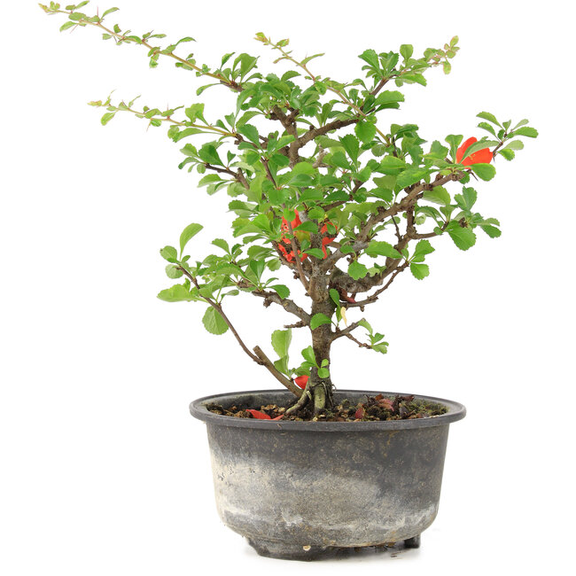 Chaenomeles speciosa, 18 cm, ± 9 years old, with red flowers and yellow fruit