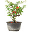 Chaenomeles speciosa, 18 cm, ± 9 anni, con fiori rossi e frutti gialli