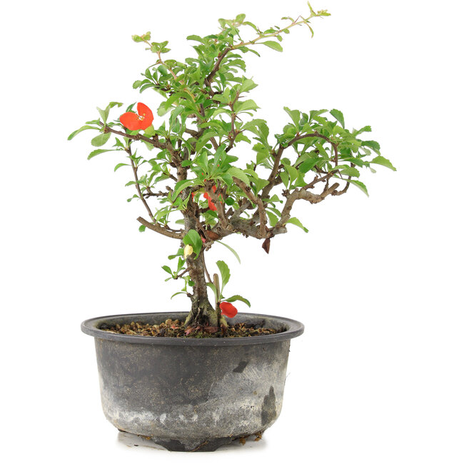 Chaenomeles speciosa, 18 cm, ± 9 Jahre alt, mit roten Blüten und gelben Früchten