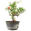 Chaenomeles speciosa, 18 cm, ± 9 ans, à fleurs rouges et fruits jaunes