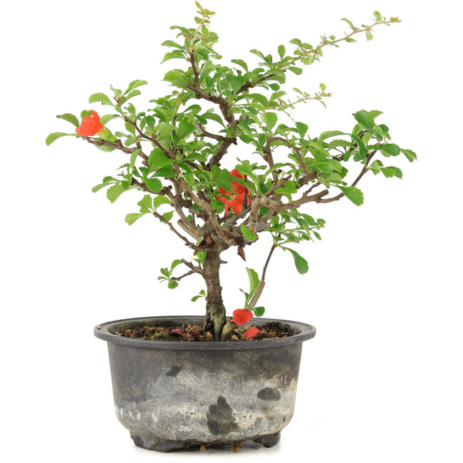 Chaenomeles speciosa, 18 cm, ± 9 Jahre alt, mit roten Blüten und gelben Früchten