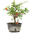 Chaenomeles speciosa, 18 cm, ± 9 ans, à fleurs rouges et fruits jaunes