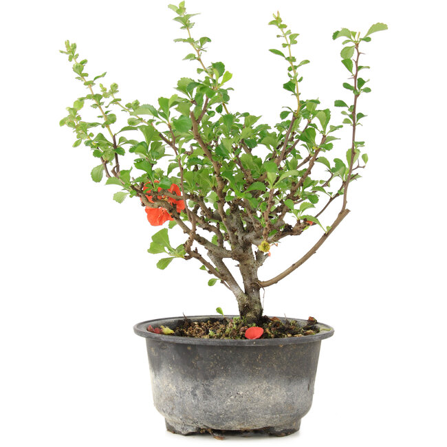 Chaenomeles speciosa, 19 cm, ± 9 años, con flores rojas y frutos amarillos