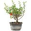 Chaenomeles speciosa, 19 cm, ± 9 ans, à fleurs rouges et fruits jaunes