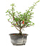 Chaenomeles speciosa, 19 cm, ± 9 ans, à fleurs rouges et fruits jaunes