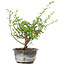 Chaenomeles speciosa, 19 cm, ± 9 ans, à fleurs rouges et fruits jaunes