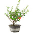 Chaenomeles speciosa, 19 cm, ± 9 ans, à fleurs rouges et fruits jaunes