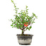 Chaenomeles speciosa, 19 cm, ± 9 ans, à fleurs rouges et fruits jaunes