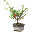Chaenomeles speciosa, 19 cm, ± 9 ans, à fleurs rouges et fruits jaunes