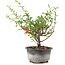 Chaenomeles speciosa, 19 cm, ± 9 ans, à fleurs rouges et fruits jaunes