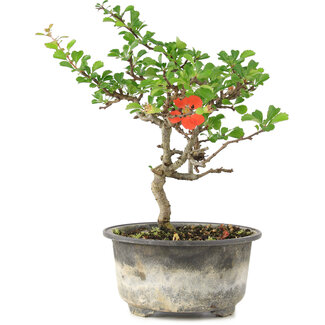 Chaenomeles speciosa, 19,5 cm, ± 9 jaar oud