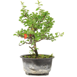 Chaenomeles speciosa, 18,5 cm, ± 9 años