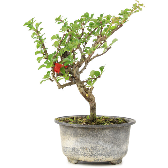 Chaenomeles speciosa, 19 cm, ± 9 años, con flores rojas y frutos amarillos