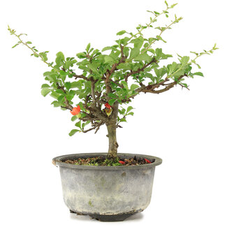 Chaenomeles speciosa, 16 cm, ± 9 años