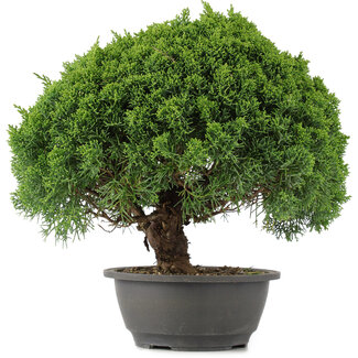 Juniperus chinensis Kishu, 28 cm, ± 15 anni