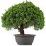 Juniperus chinensis Kishu, 28 cm, ± 15 anni