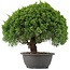 Juniperus chinensis Kishu, 28 cm, ± 15 jaar oud