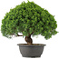 Juniperus chinensis Kishu, 28 cm, ± 15 anni