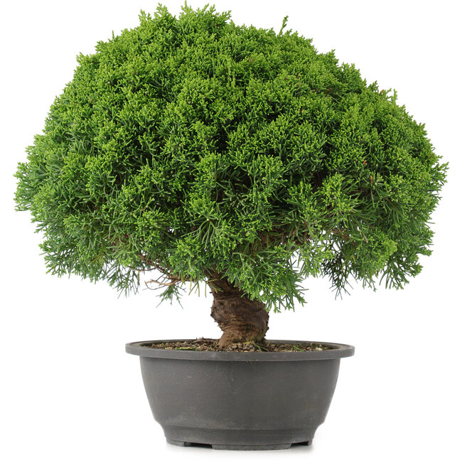 Juniperus chinensis Kishu, 28 cm, ± 15 Jahre alt