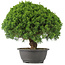 Juniperus chinensis Kishu, 28 cm, ± 15 años