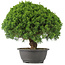 Juniperus chinensis Kishu, 28 cm, ± 15 years old