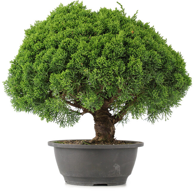 Juniperus chinensis Kishu, 28 cm, ± 15 anni