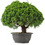 Juniperus chinensis Kishu, 28 cm, ± 15 anni