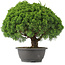 Juniperus chinensis Kishu, 28 cm, ± 15 años